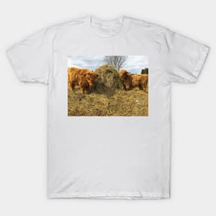 Scottish Highland Cattle Calves 1754 T-Shirt